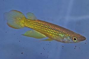 Aplocheilus lineatus Gold