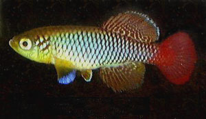 Nothobranchius guentheri