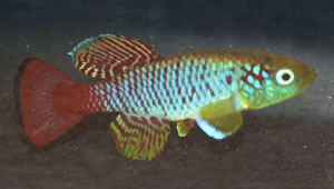 Nothobranchius guentheri