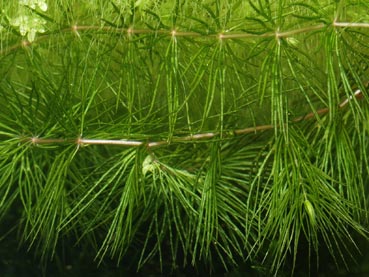 When free floating, Hornwort grows horizontally in the mid and upper levels of the tank