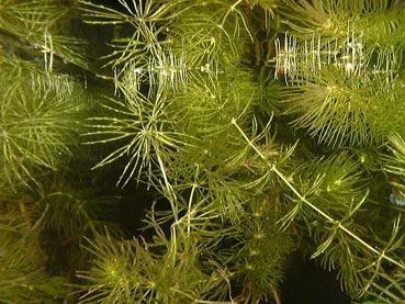 The green colouration of Hornwort changes with light levels