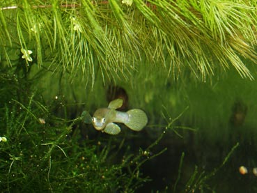 Hornwort works well with java moss: the former occupies the upper levels of the tank, whilst the later creates a lush carpet at the bottom