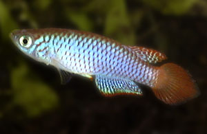 Nothobranchius geminus