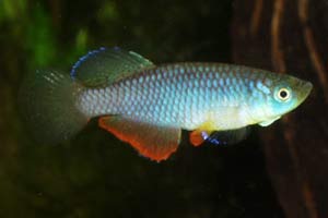 Nothobranchius janpapi 