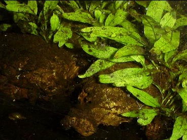 Java Fern is an epiphyte: it can attach to wood or rocks, but is just as happy floating around