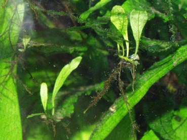 Small plantlets grow from the fern\