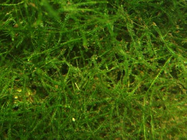 Java moss forms thick clumps; a perfect site for spawning, or for hiding newly hatched fry