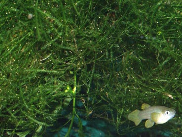 The moss is too dense for adult fish to penetrate