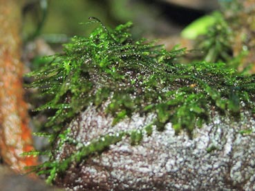 Java moss is also an epiphyte, and can grow emersed in damp conditions