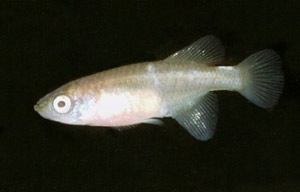 Nothobranchius jubbi