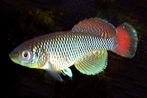 Nothobranchius jubbi K96