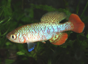 Nothobranchius kafuensis