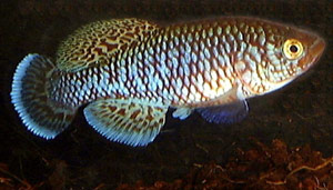 Nothobranchius kafuensis