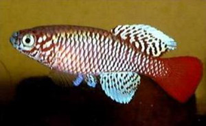 Nothobranchius kilomberoensis