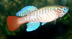 Nothobranchius kilomberoensis