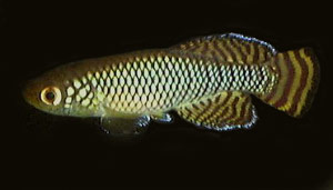 Nothobranchius ruudwildekampi