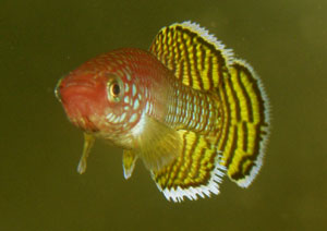 Nothobranchius korthausae