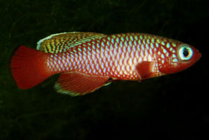 Nothobranchius cardinalis