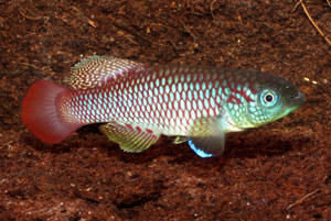 Nothobranchius melanospilus