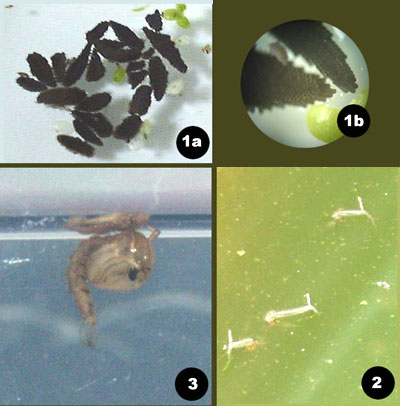 Live mosquito larvae for discount sale
