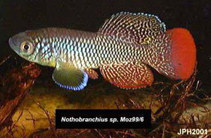 Nothobranchius furzeri  Moz 99/6. The red-tailed strains of furzeri were first collected in Mozambique in 1999.