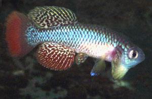 Nothobranchius furzeri (aff) MOZ 99-4 flaring its gills
