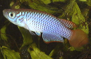 Nothobranchius geminus 