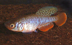 Nothobranchius kafuensis