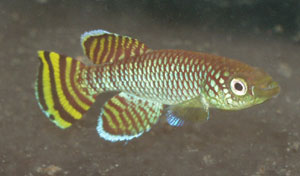 Nothobranchius korthausae 