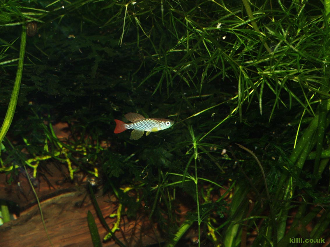 Nothobranchius look at their best in a dark, richly planted aquarium, though this is highly impractical for breeding them