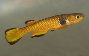 Aphyosemion ocellatum