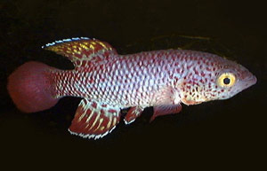 Nothobranchius orthonotus MOZ 99-8