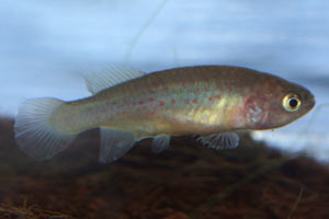 Pronothobranchius kiyawensis Female.