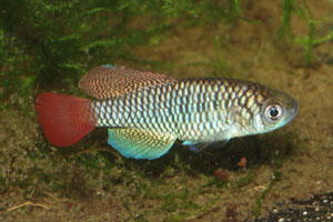 Nothobranchius patrizii