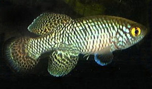 Nothobranchius pienaari MOZ 99-9. This strain is unusual in that it has no orange in the caudal fin.