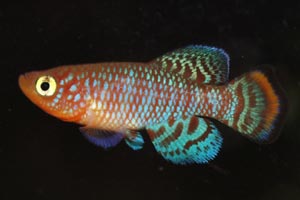 Nothobranchius rachovii