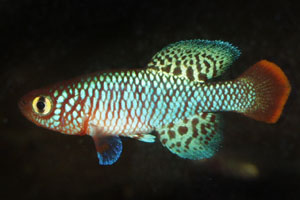 Nothobranchius krysanovi