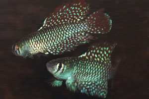 Simpsonichthys reticulatus Xingu. Two males sparring.