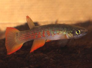 Rivulus rectocaudatus DWTS 08/03