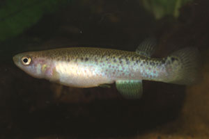 Rivulus magdalenae Female