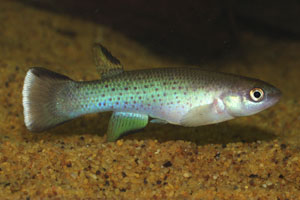 Rivulus magdalenae 