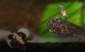 A Rivulus xiphidius eyes up a fruit fly