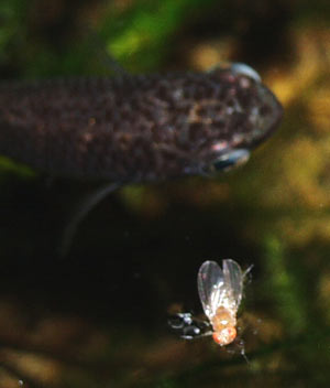 Cute fish look evil from above