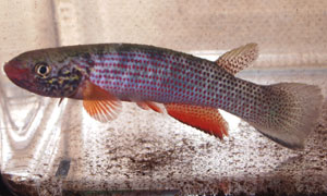 Rivulus igneus Fourgassier GMC 00/9 - F1