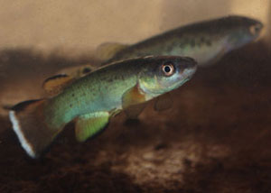 Rivulus magdalenae 