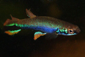 Rivulus xiphidius