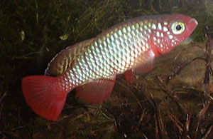 Nothobranchius rubripinnis Mbezi River TAN 97/41