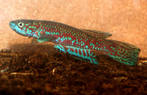 Scriptaphyosemion cauveti