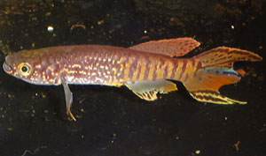 Fundulopanchax sjoestedti Dwarf red