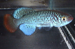 Nothobranchius ugandensis Dokolo UGR 99/7